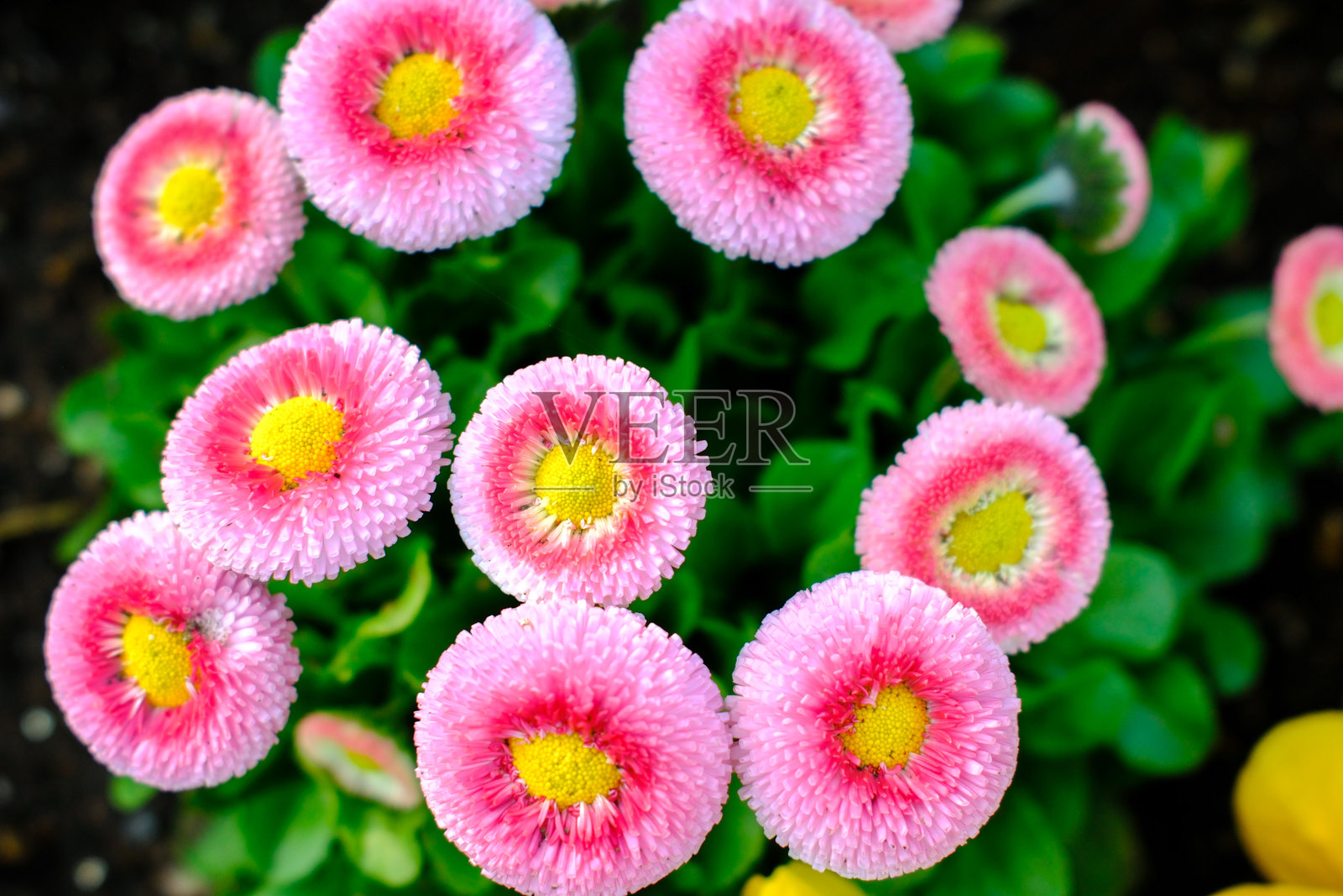 盛开的雏菊照片摄影图片