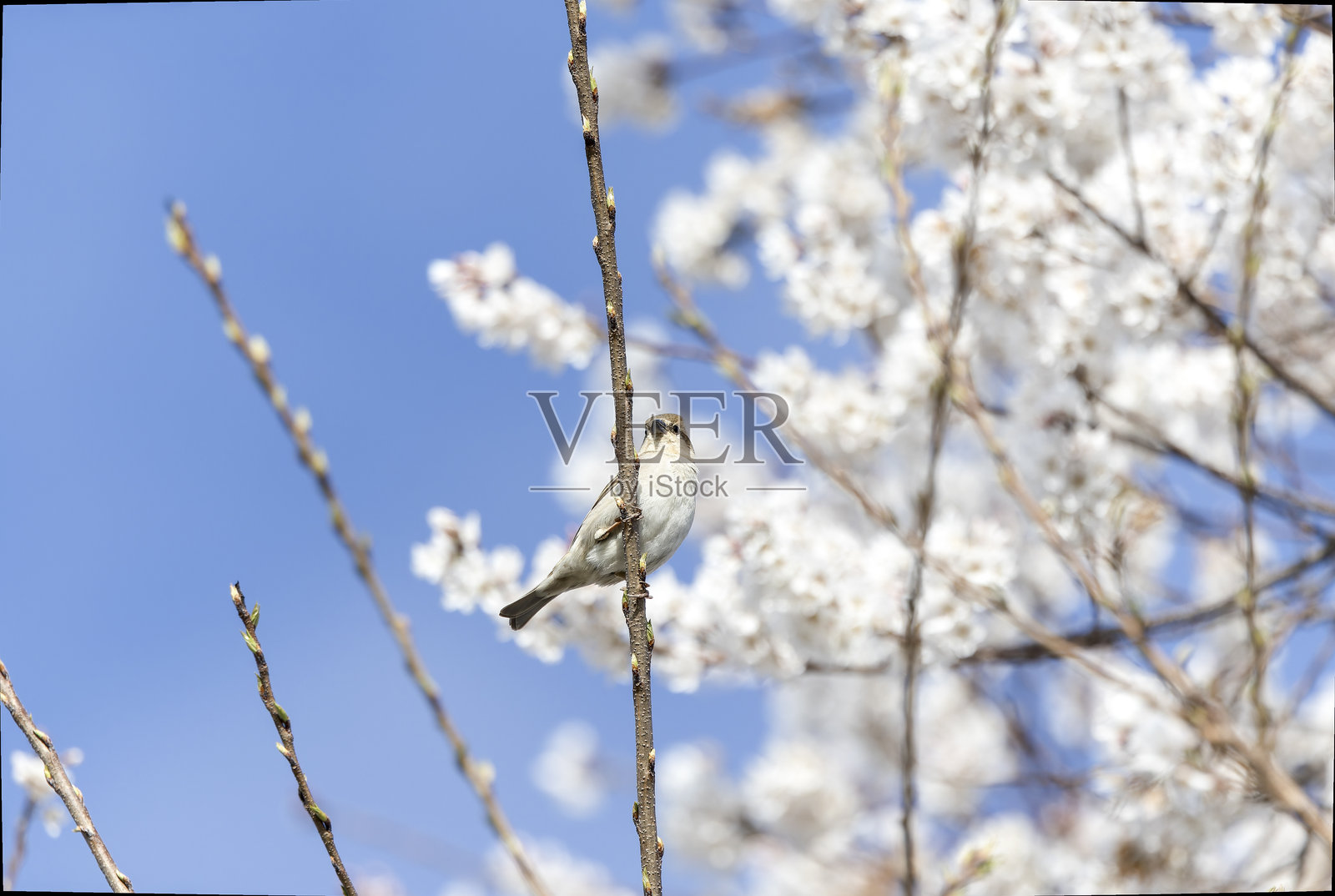 肉桂麻雀与樱花盛开。照片摄影图片