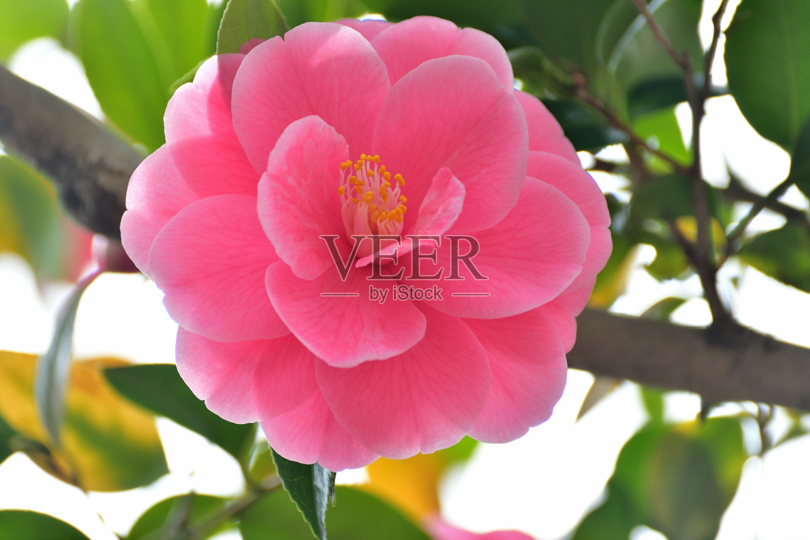 日本山茶花：深色光滑的叶子，盛开着美丽的粉红色/红色花簇照片摄影图片