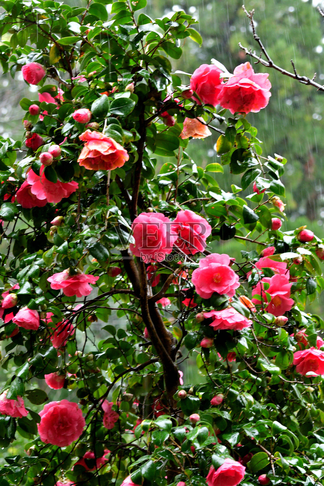 日本山茶花：深色光滑的叶子，盛开着美丽的粉红色/红色花簇照片摄影图片