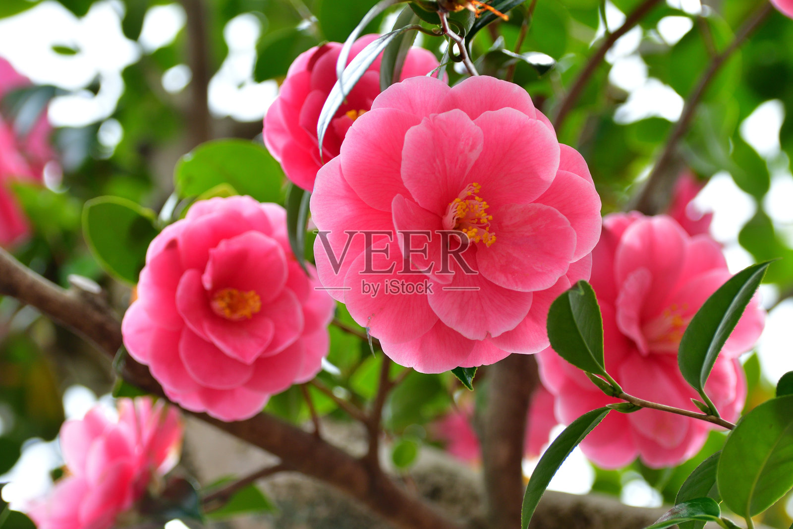 日本山茶花：深色光滑的叶子，盛开着美丽的粉红色/红色花簇照片摄影图片