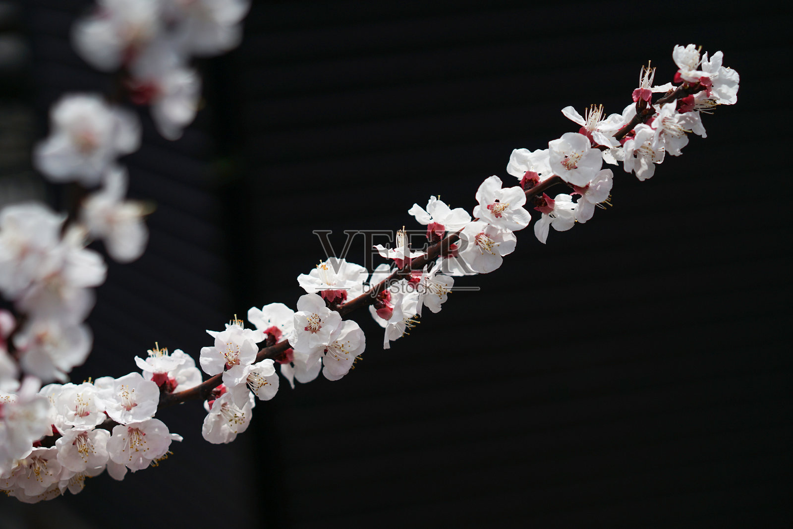 白色樱花盛开，在阳光照耀下映衬着深色背景。照片摄影图片