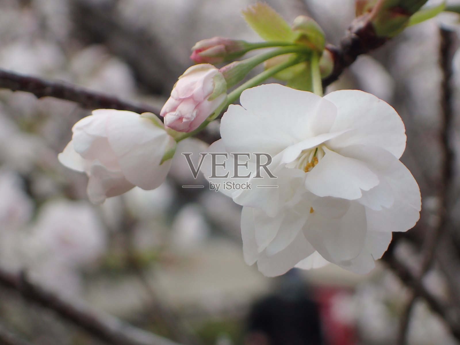 日本的樱花（Sakura）。照片摄影图片