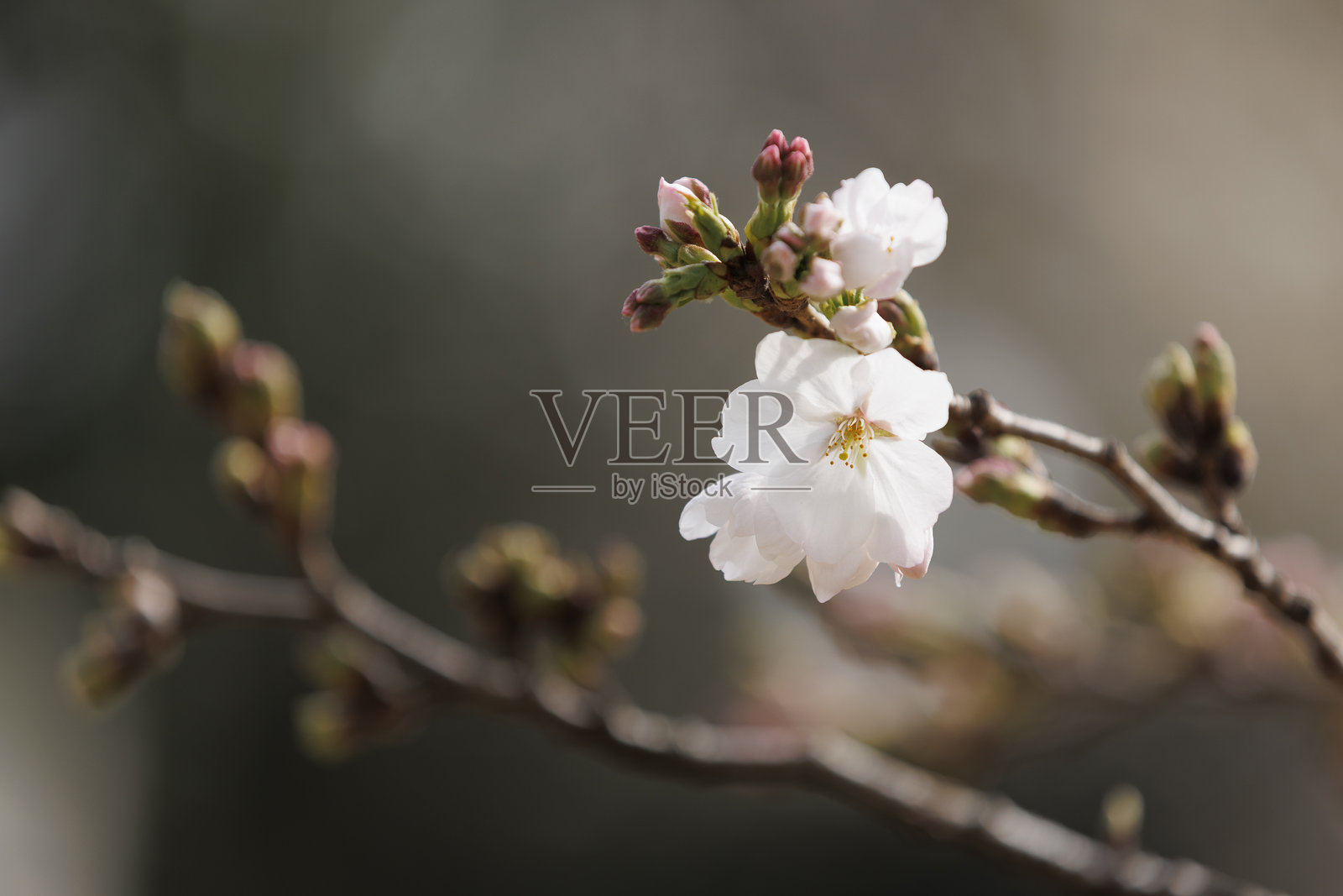 樱花照片摄影图片