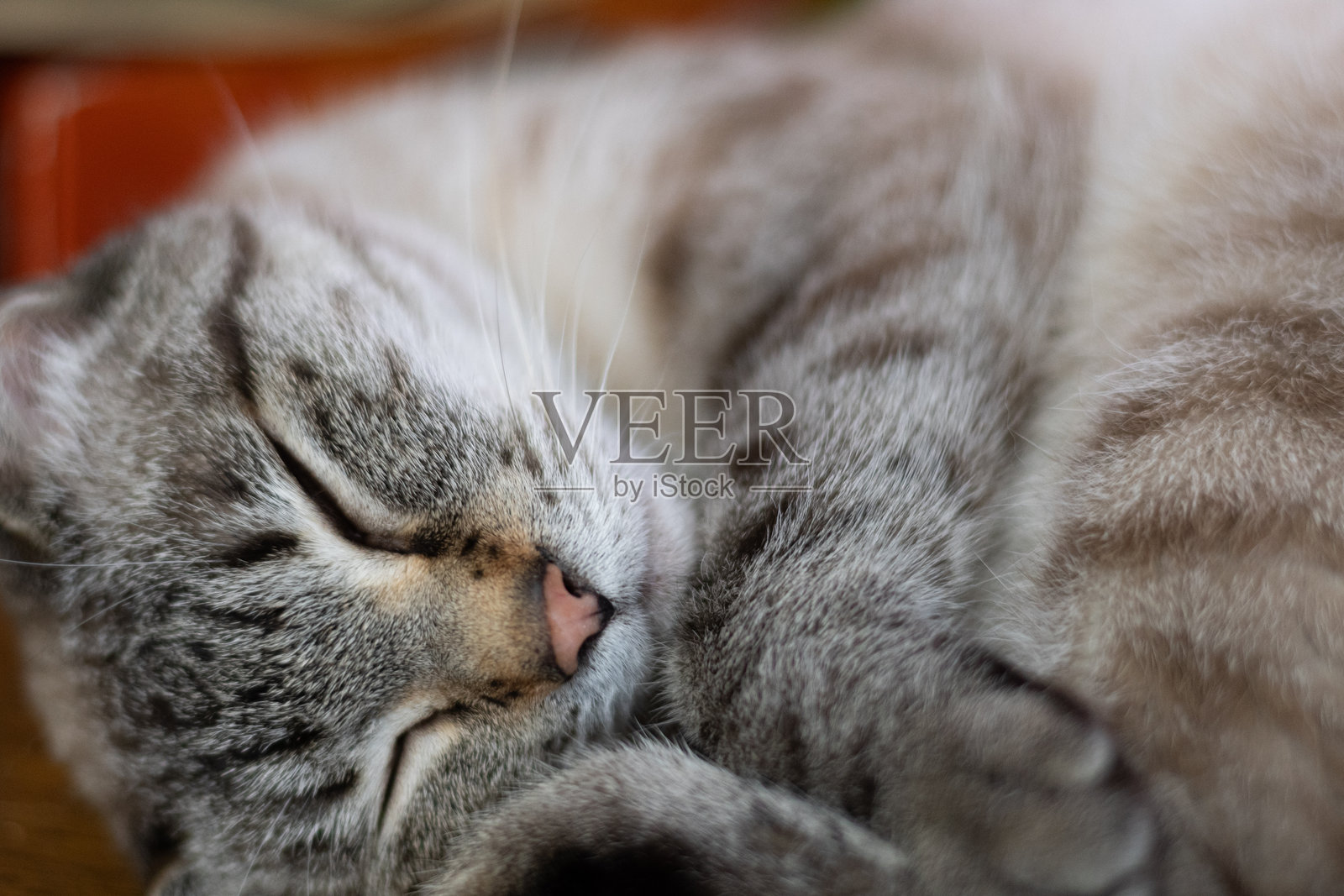 可爱的小猫在睡觉照片摄影图片