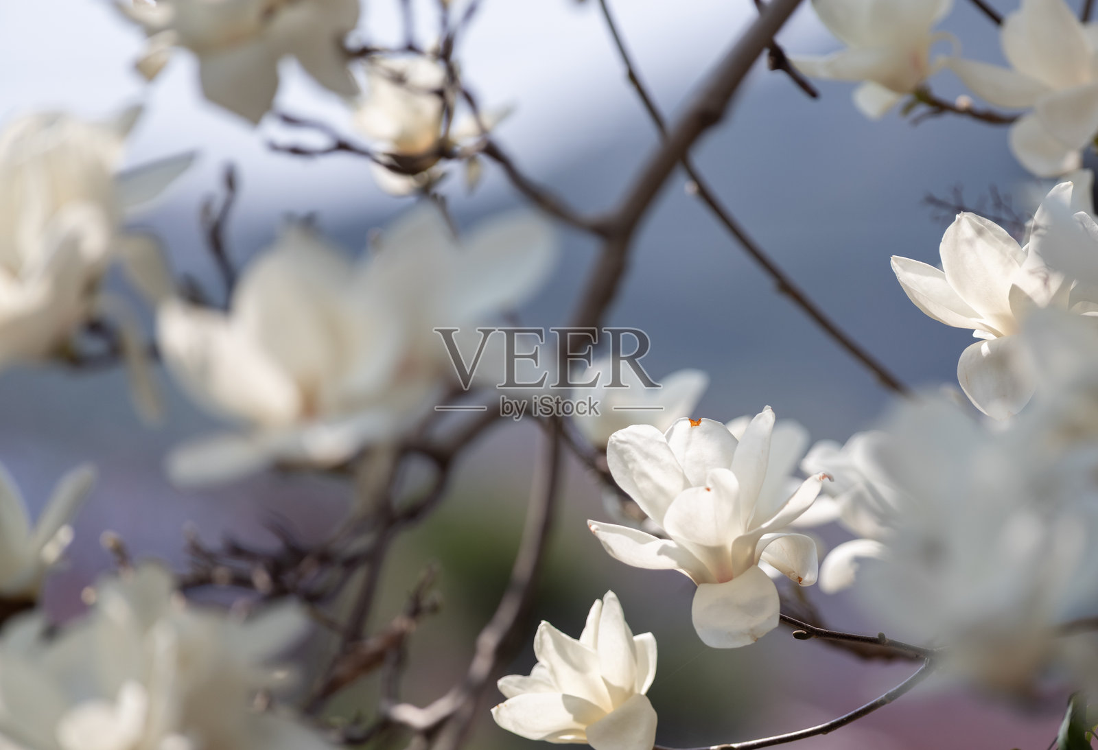 盛开的美丽白色玉兰花照片摄影图片