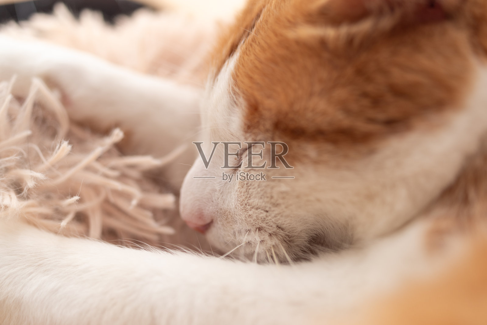 可爱的猫咪在窗边睡觉照片摄影图片