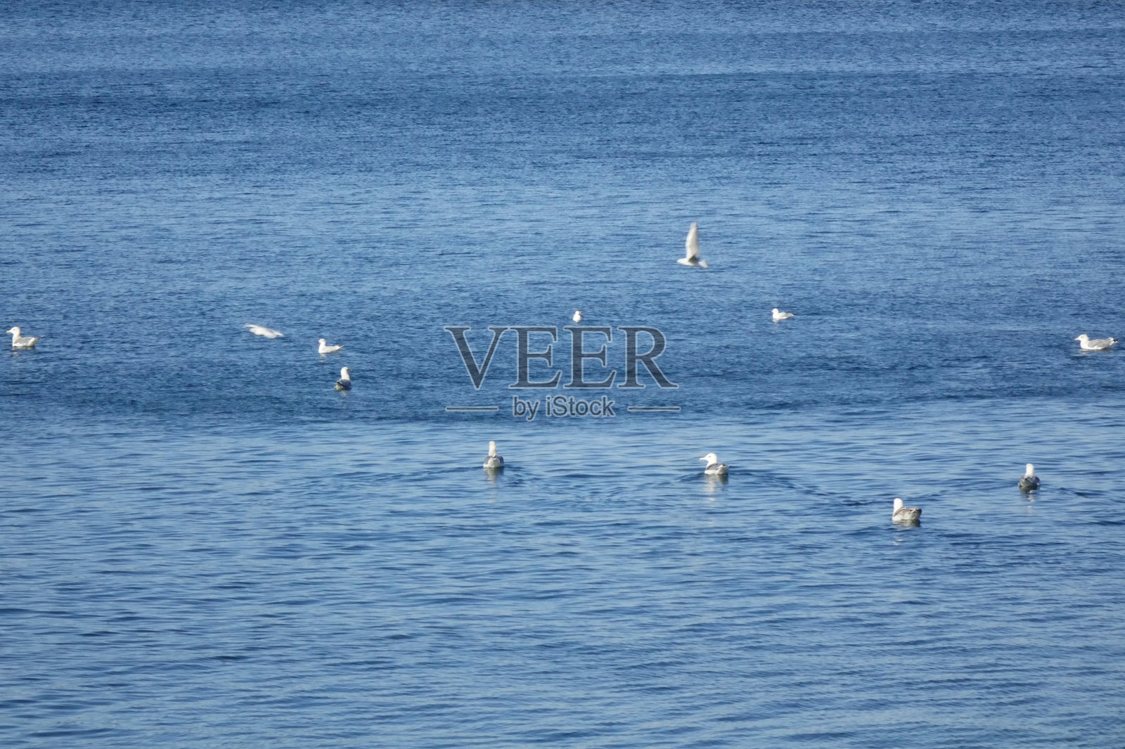 海鸥在海浪中嬉戏照片摄影图片