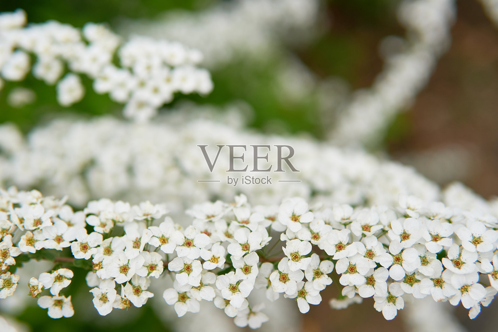 美丽的自然纹理材料，背景是斯派瑞亚的虚化效果，鲜艳的白色花朵。照片摄影图片