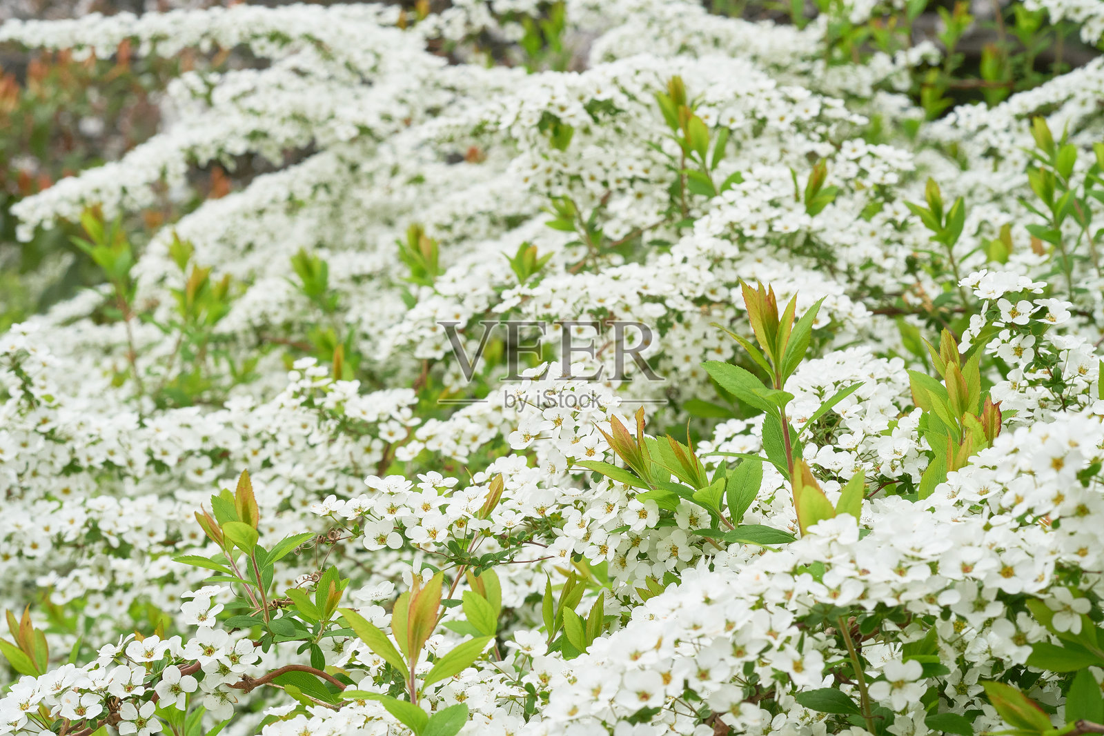 美丽的散尾葱背景素材，带有迷人的虚化效果照片摄影图片