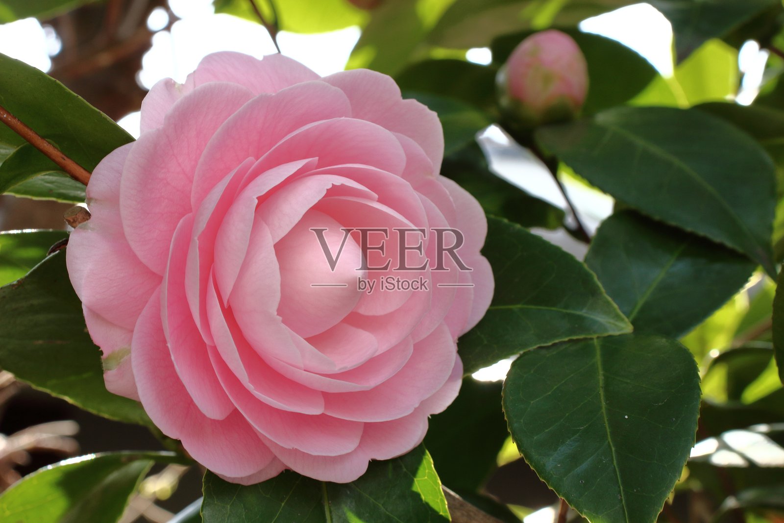 细腻的粉色旋律——乙女山茶花照片摄影图片