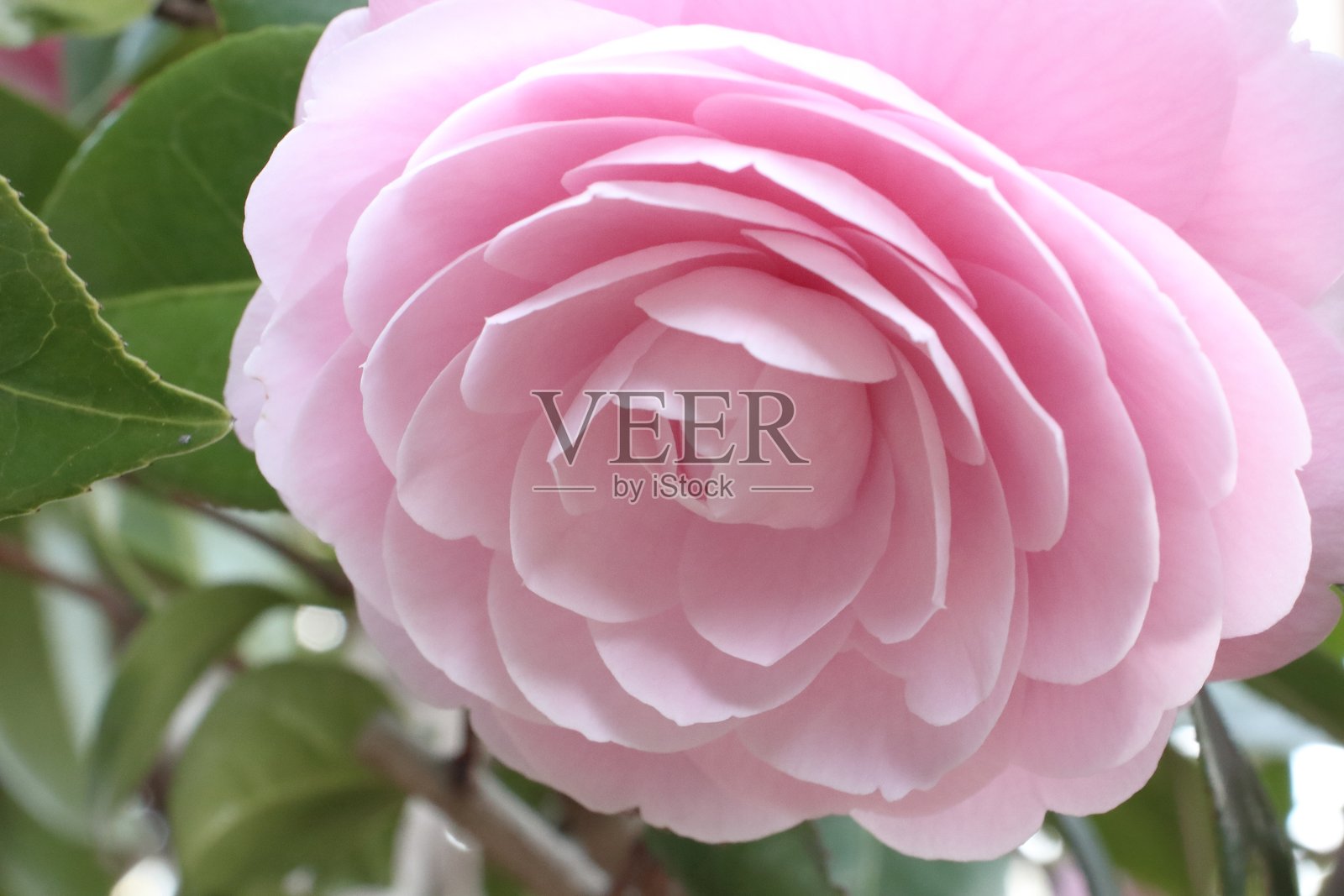 乙女山茶花，丝绸花瓣在光中闪耀照片摄影图片