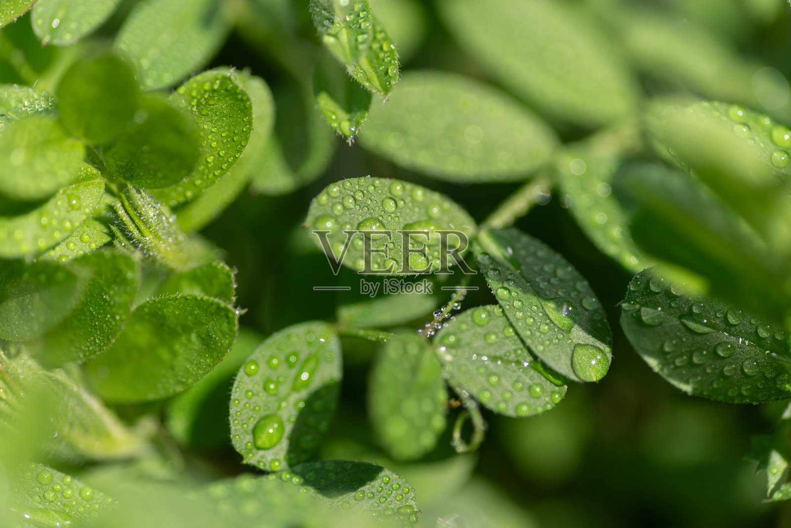 雨水浸湿的叶子照片摄影图片