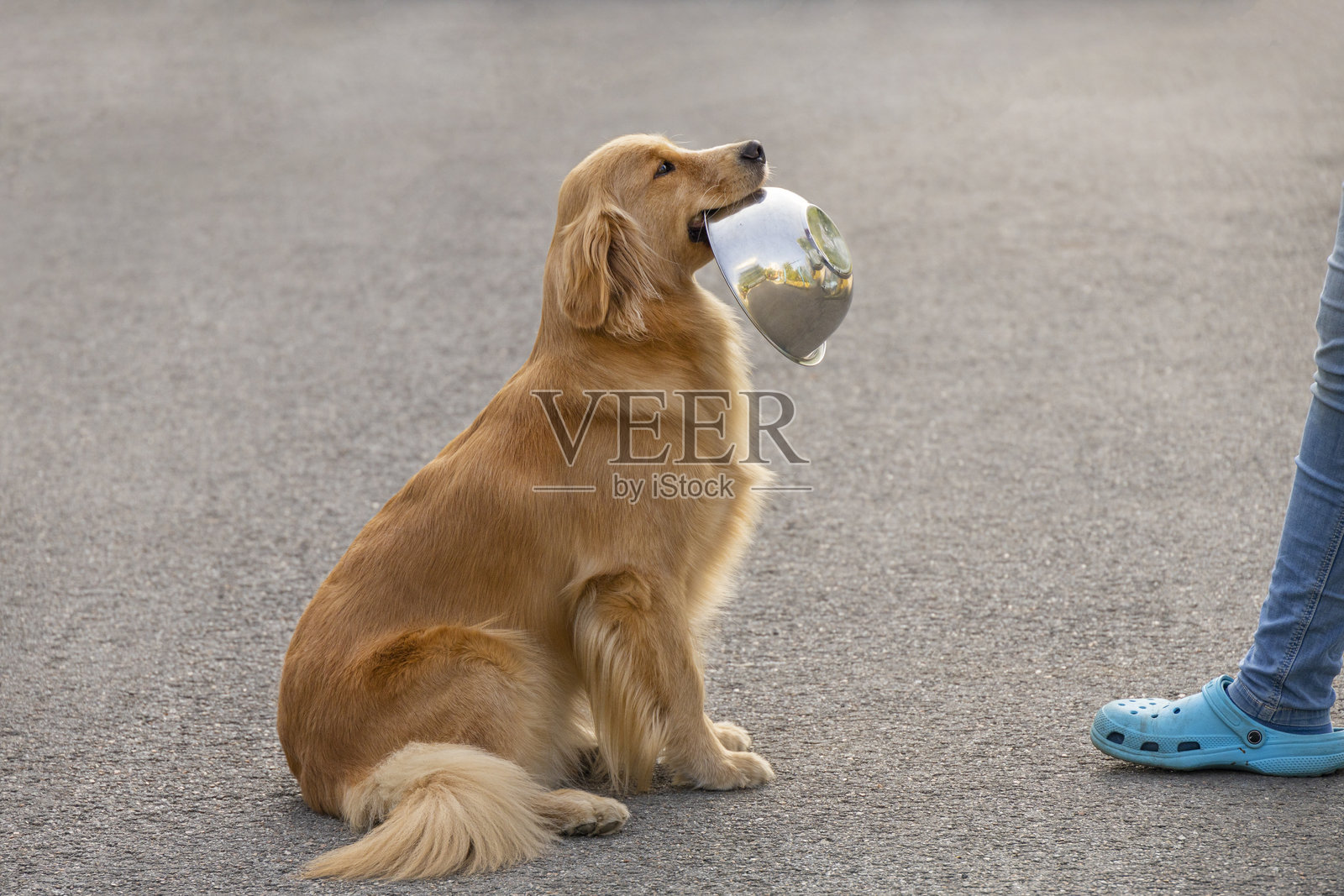 一只红色的狗坐在一个嘴里叼着碗的男人面前照片摄影图片