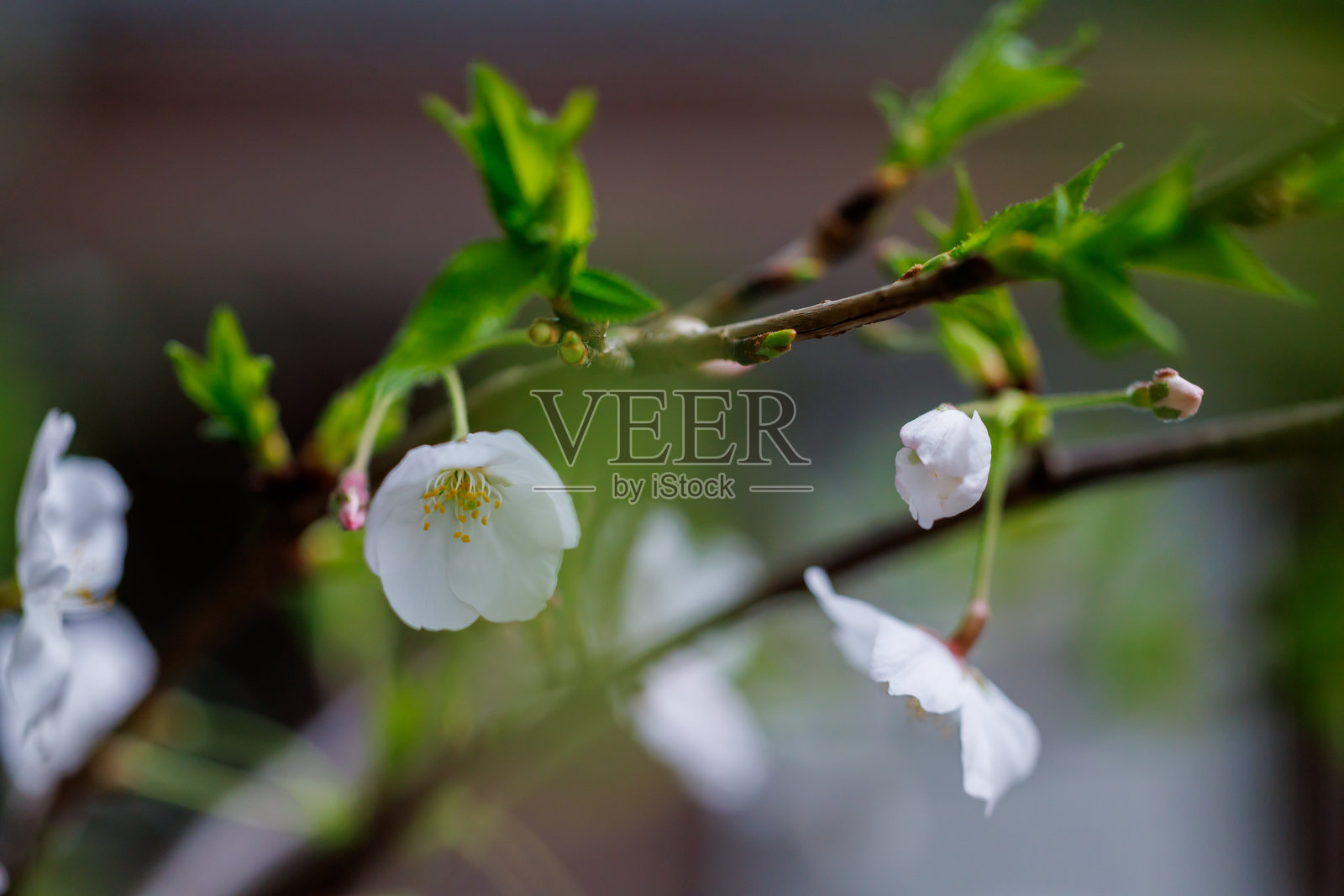 樱花照片摄影图片