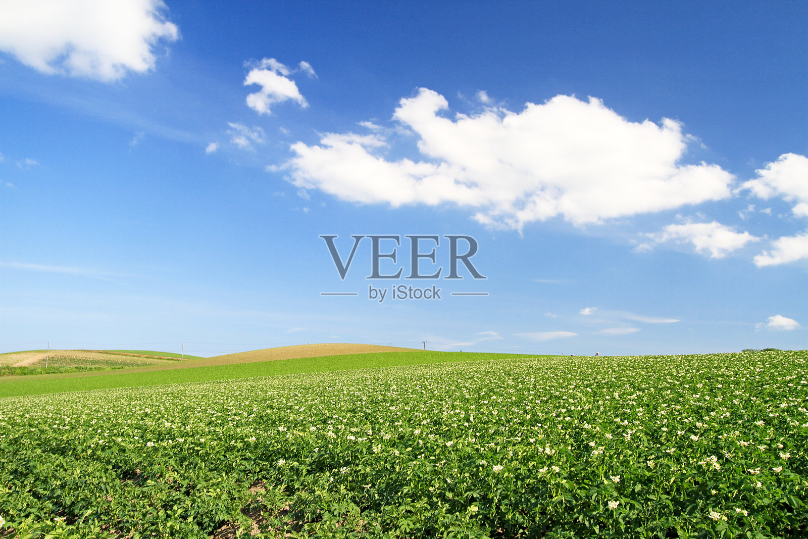 夏季晴空下的生机勃勃的乡村风景，北海道美瑛，日本照片摄影图片