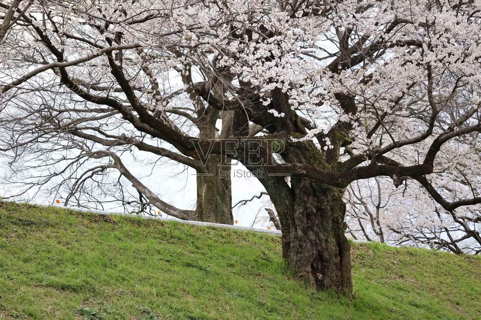日本堤岸上的樱花盛开照片摄影图片