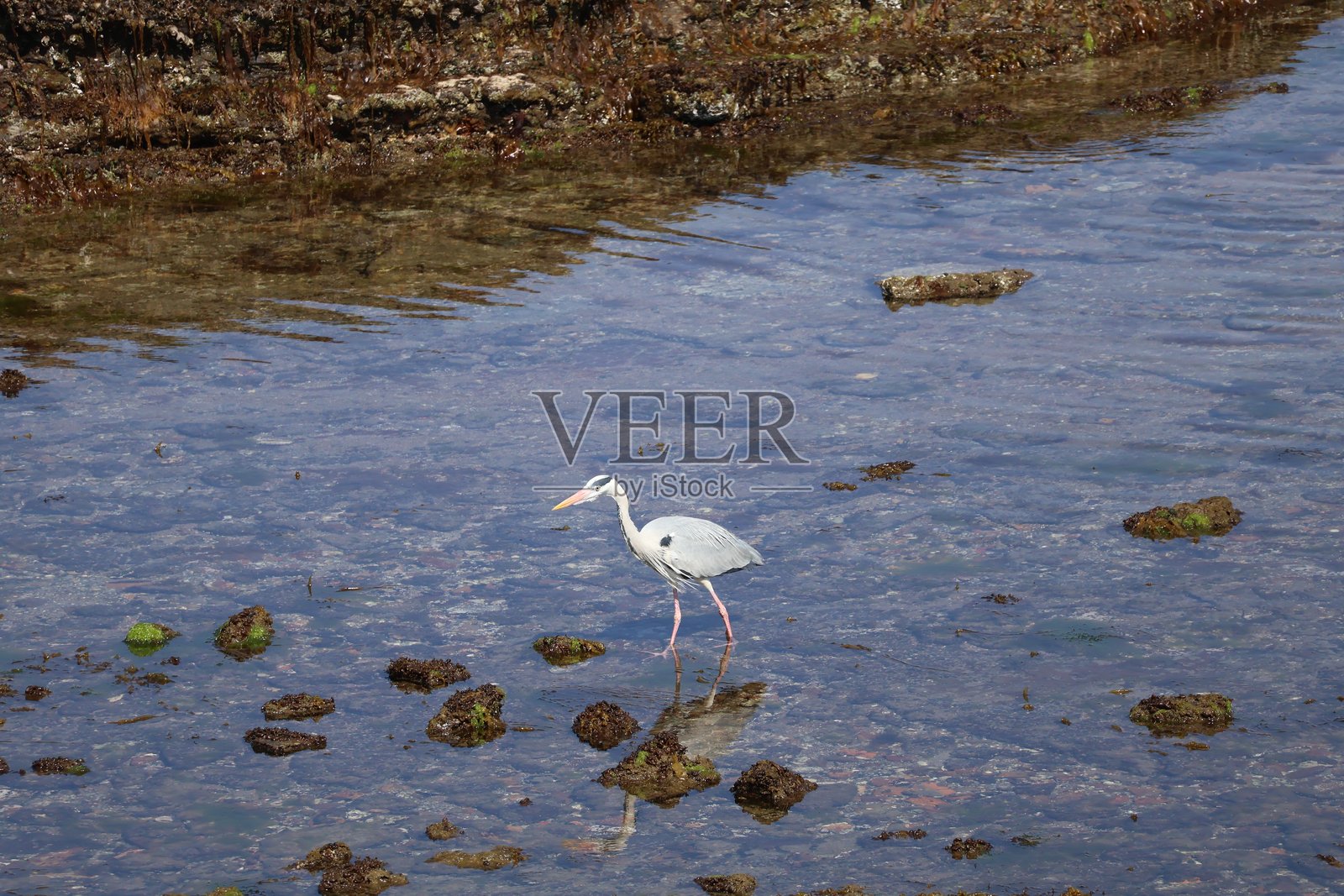 沙滩上的苍鹭照片摄影图片