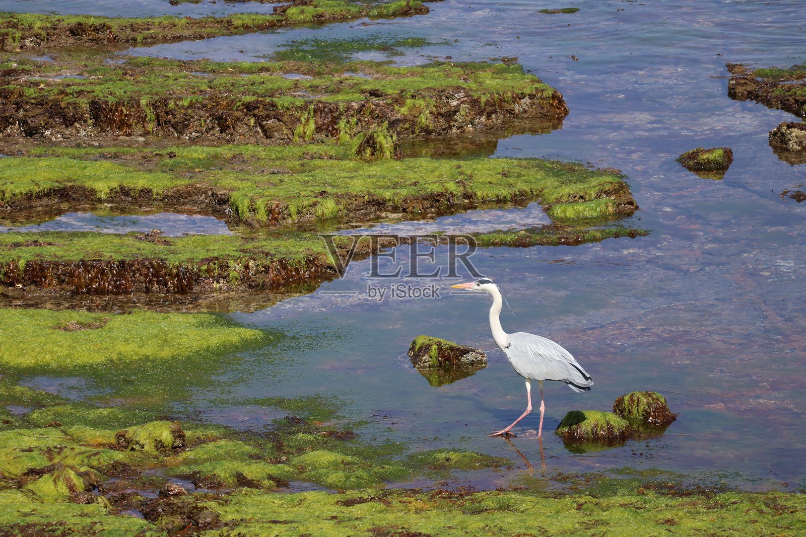 灰鹭在苔藓覆盖的岩石海滩上照片摄影图片