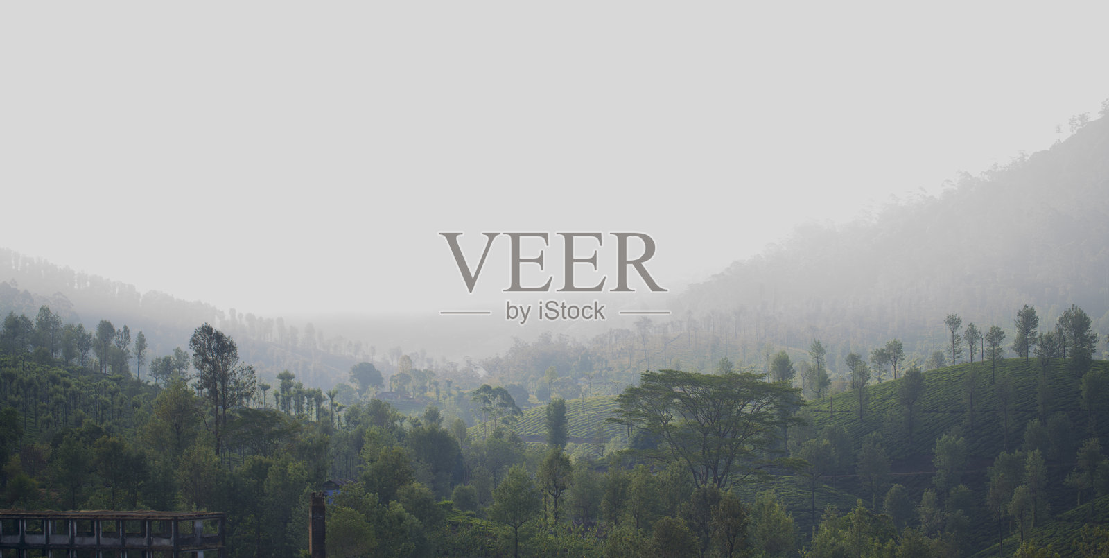 瓦尔帕莱的茶园照片摄影图片