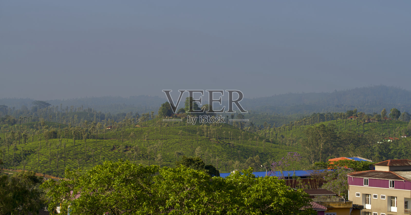 瓦尔帕莱的茶园照片摄影图片