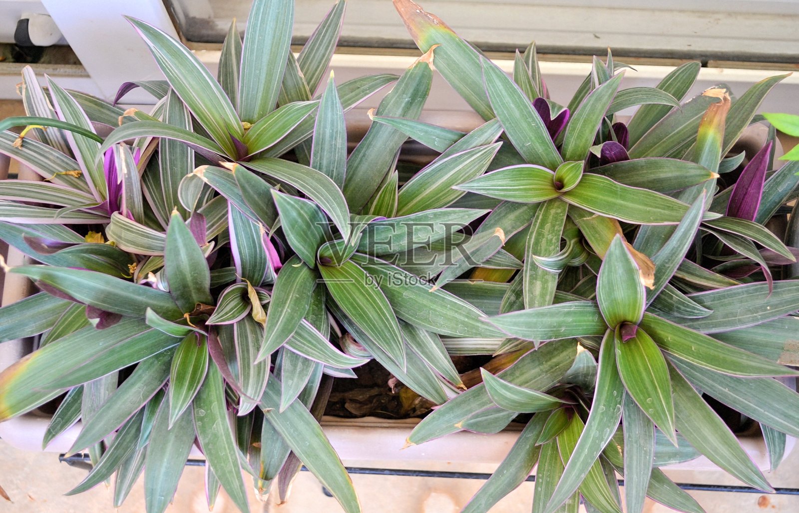 小型矮生多肉植物‘矮三色’（Tradescantia Spathacea 'Dwarf tricolour'），具有蜡质的长剑形叶片，叶子的上面是绿色的，带有白色条纹的斑驳。照片摄影图片