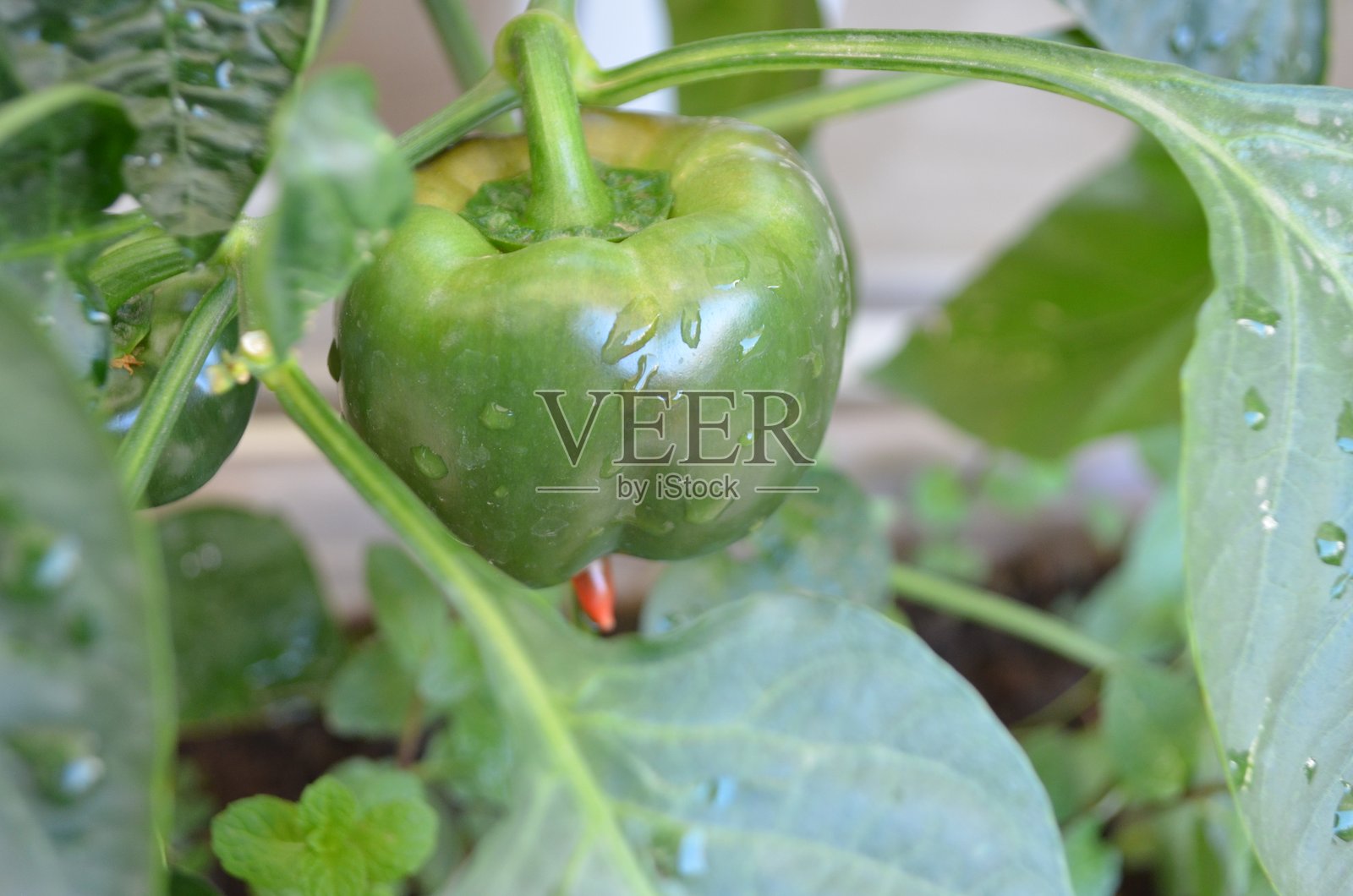 阳台厨房花园中生长的绿色甜椒。新鲜健康的蔬菜，充满了味道和营养。照片摄影图片