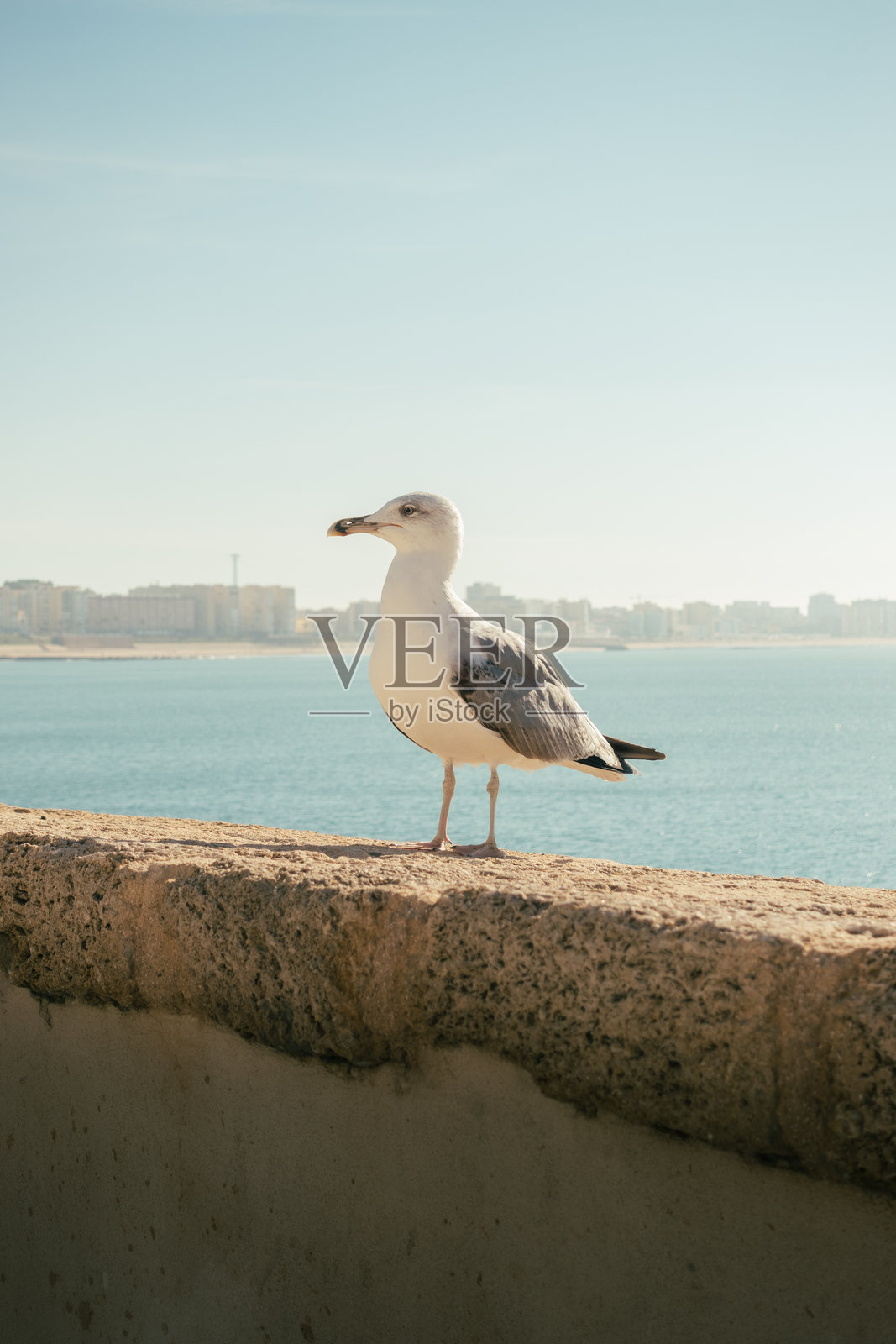 海鸥栖息在墙上，背景是海洋的美景。照片摄影图片