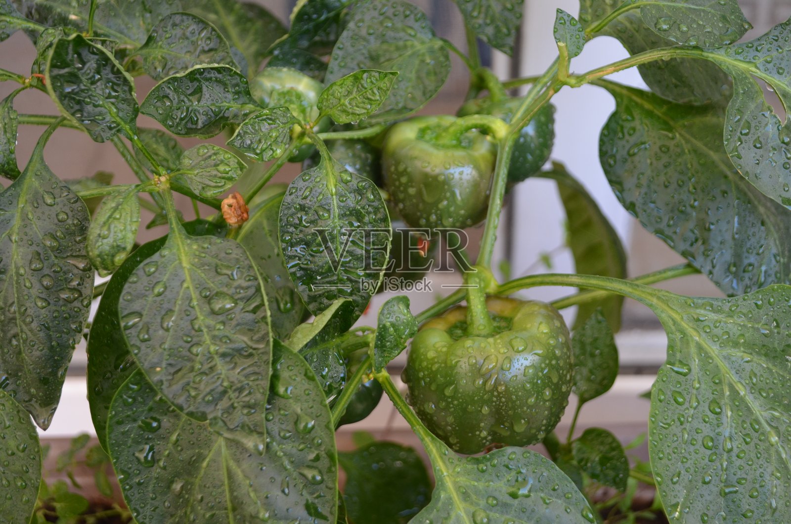 阳台厨房花园中生长的绿色甜椒。新鲜健康的蔬菜，充满了味道和营养。照片摄影图片