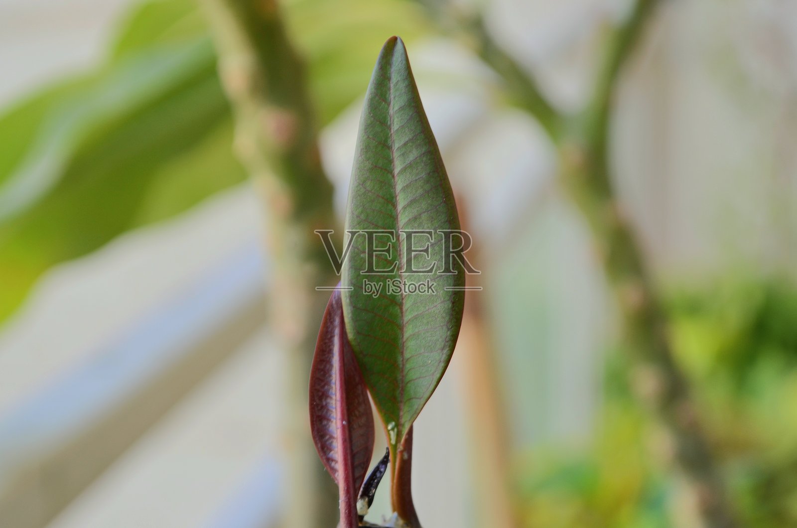 夹竹桃，俗称鸡蛋花，是夹竹桃科（Apocynaceae）下的一个开花植物属（Rauvolfioideae）。落叶小树，繁殖容易。白花树的新绿叶。照片摄影图片