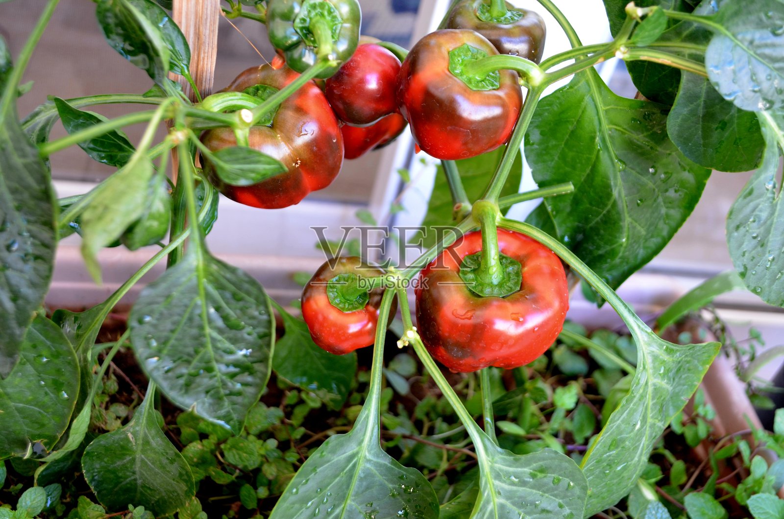 阳台厨房花园中的红色甜椒盆栽。照片摄影图片