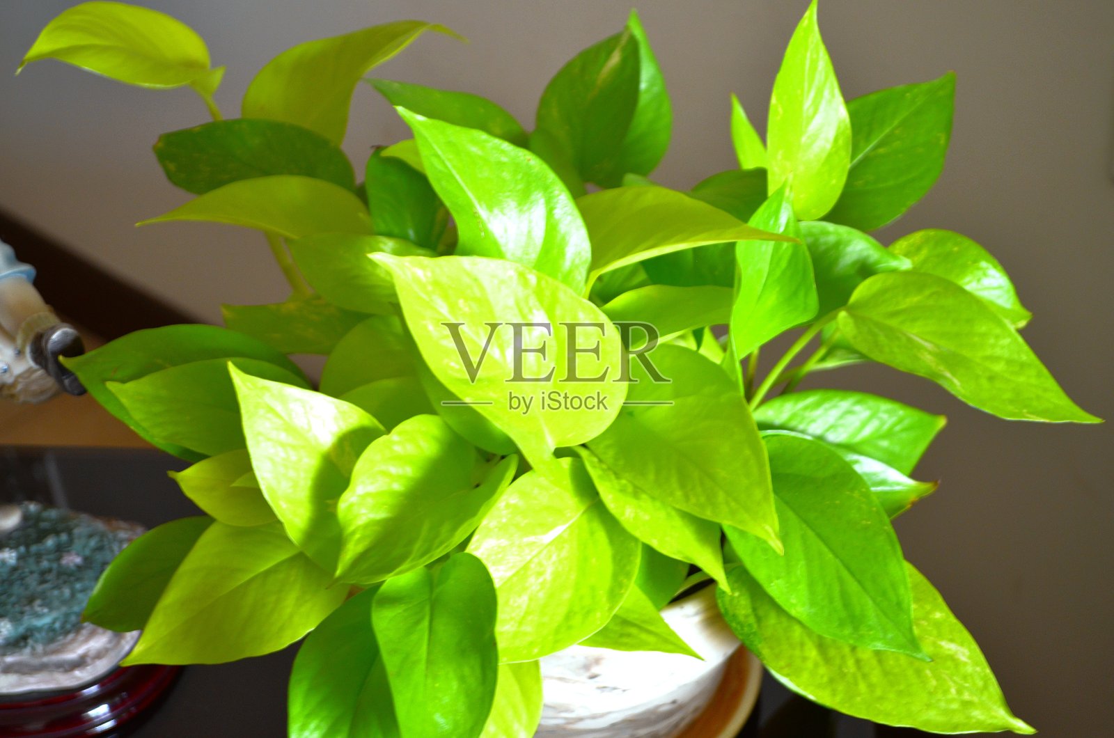 Epipremnum aureum是一种属于天南星科的开花植物。该植物有多种常见名称，包括金钱树、锡兰藤、常春藤天南星、发财树和魔鬼常春藤。照片摄影图片