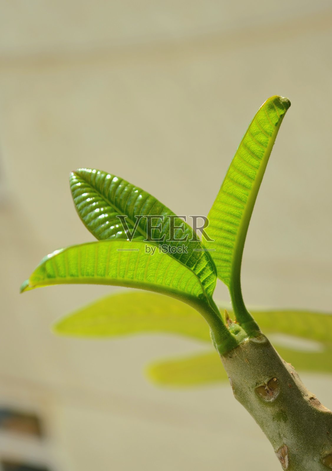 夹竹桃，俗称鸡蛋花，是夹竹桃科（Apocynaceae）下的一个开花植物属（Rauvolfioideae）。落叶小树，繁殖容易。白花树的新绿叶。照片摄影图片