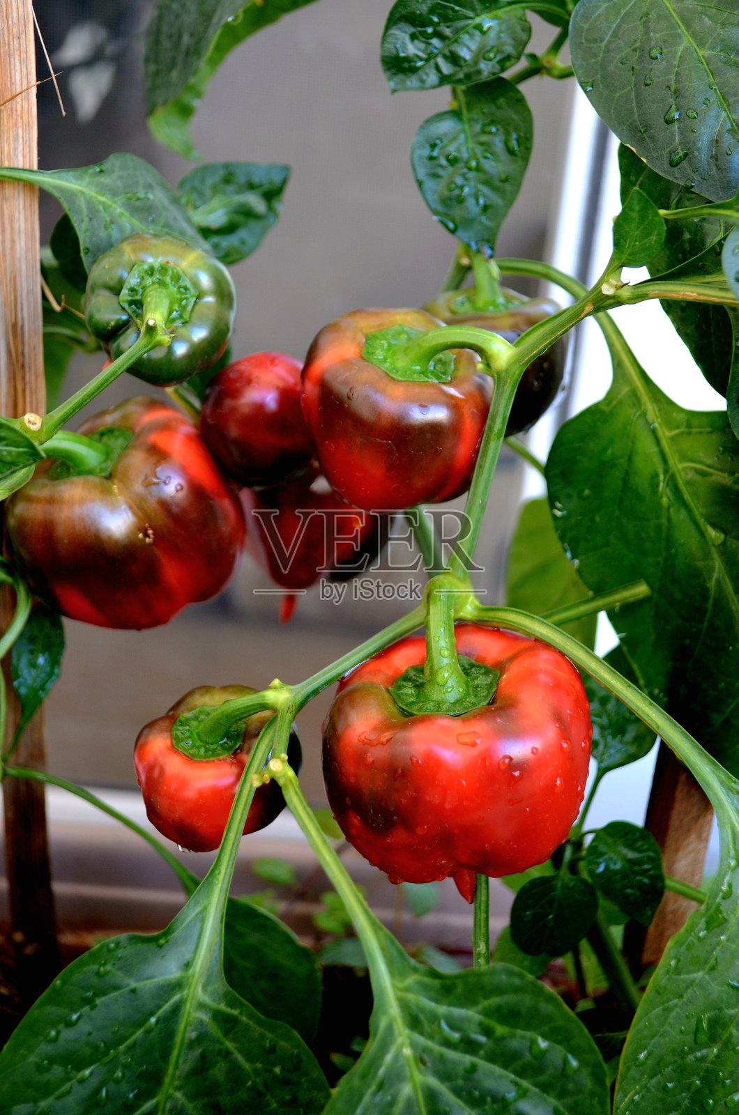 阳台厨房花园中的红色甜椒盆栽。照片摄影图片