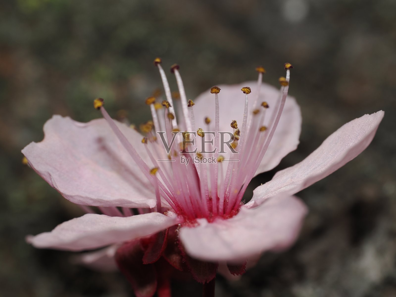 春季花卉特写照片摄影图片