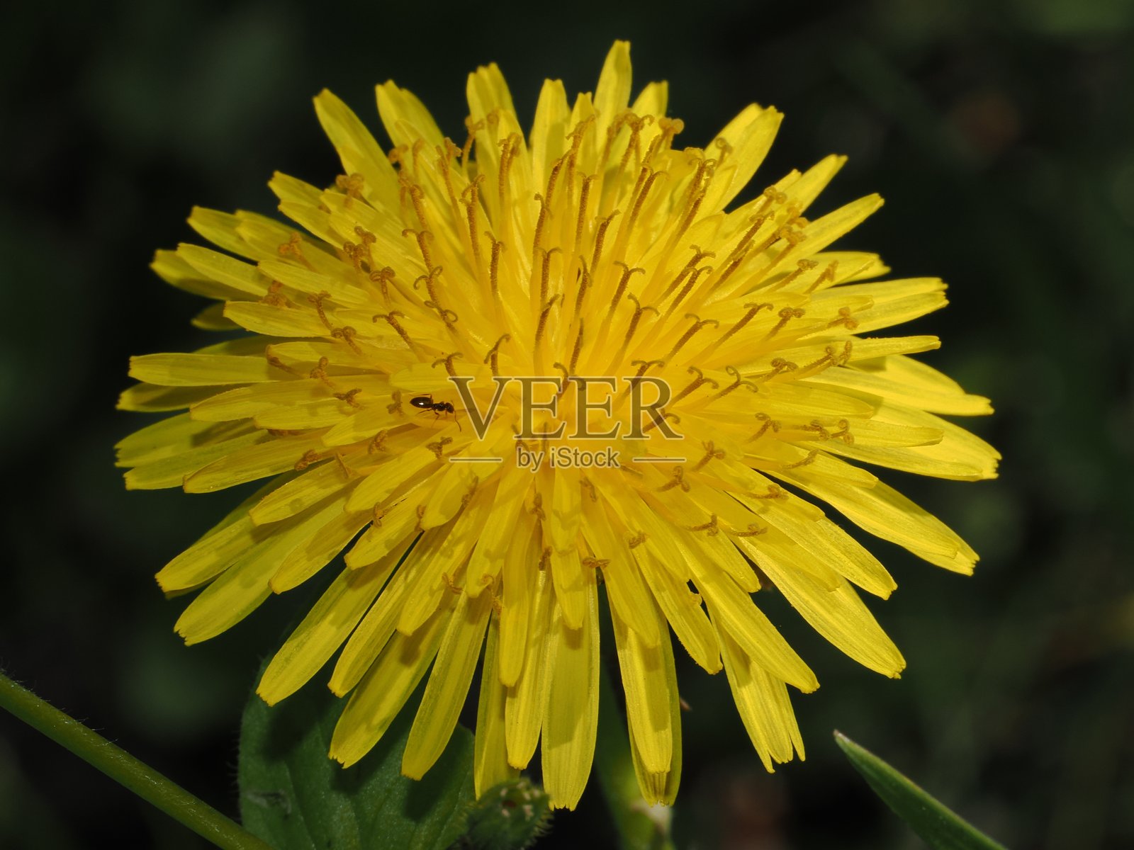 花卉特写镜头照片摄影图片