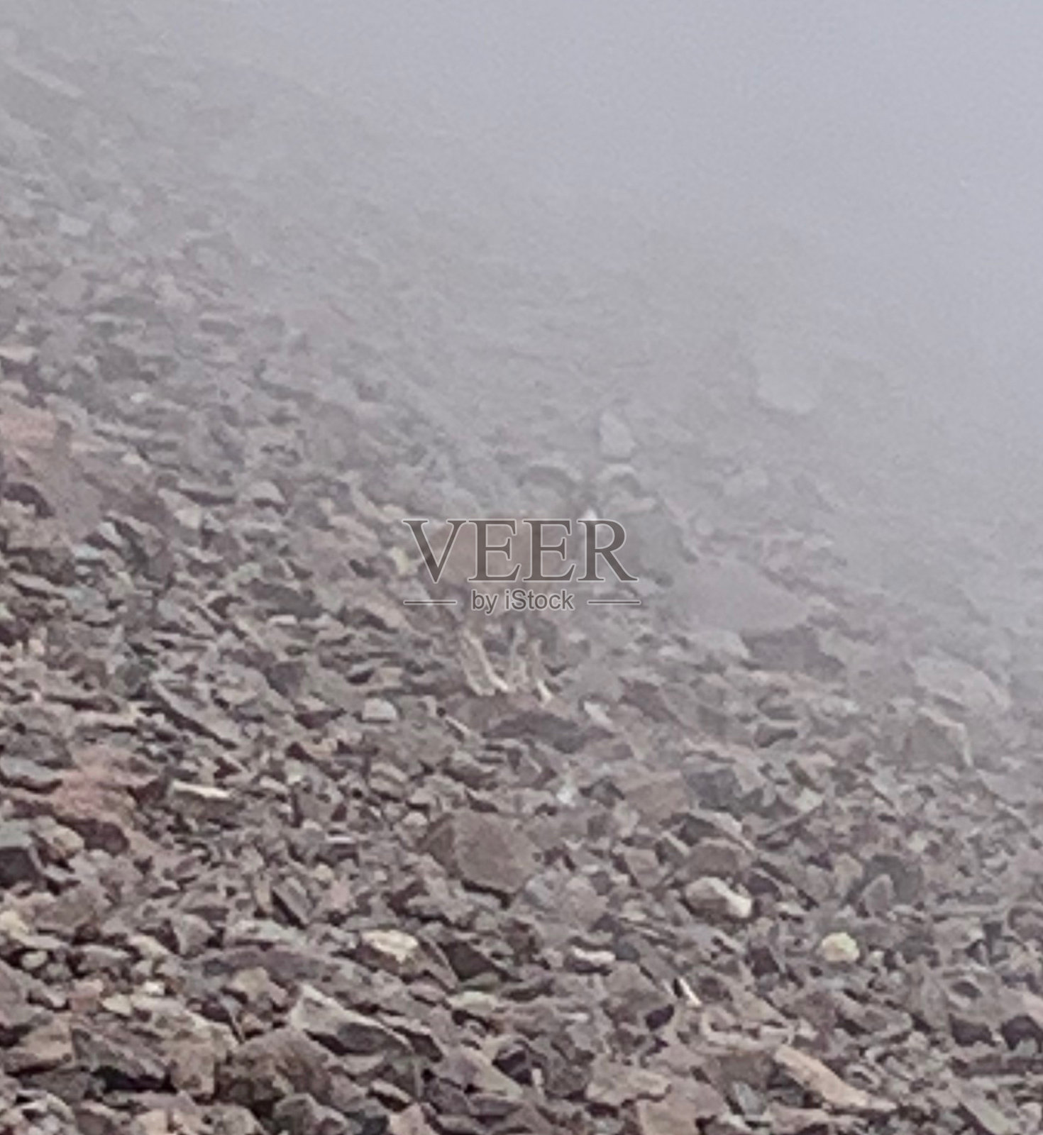 科西嘉雾中的野山羊照片摄影图片