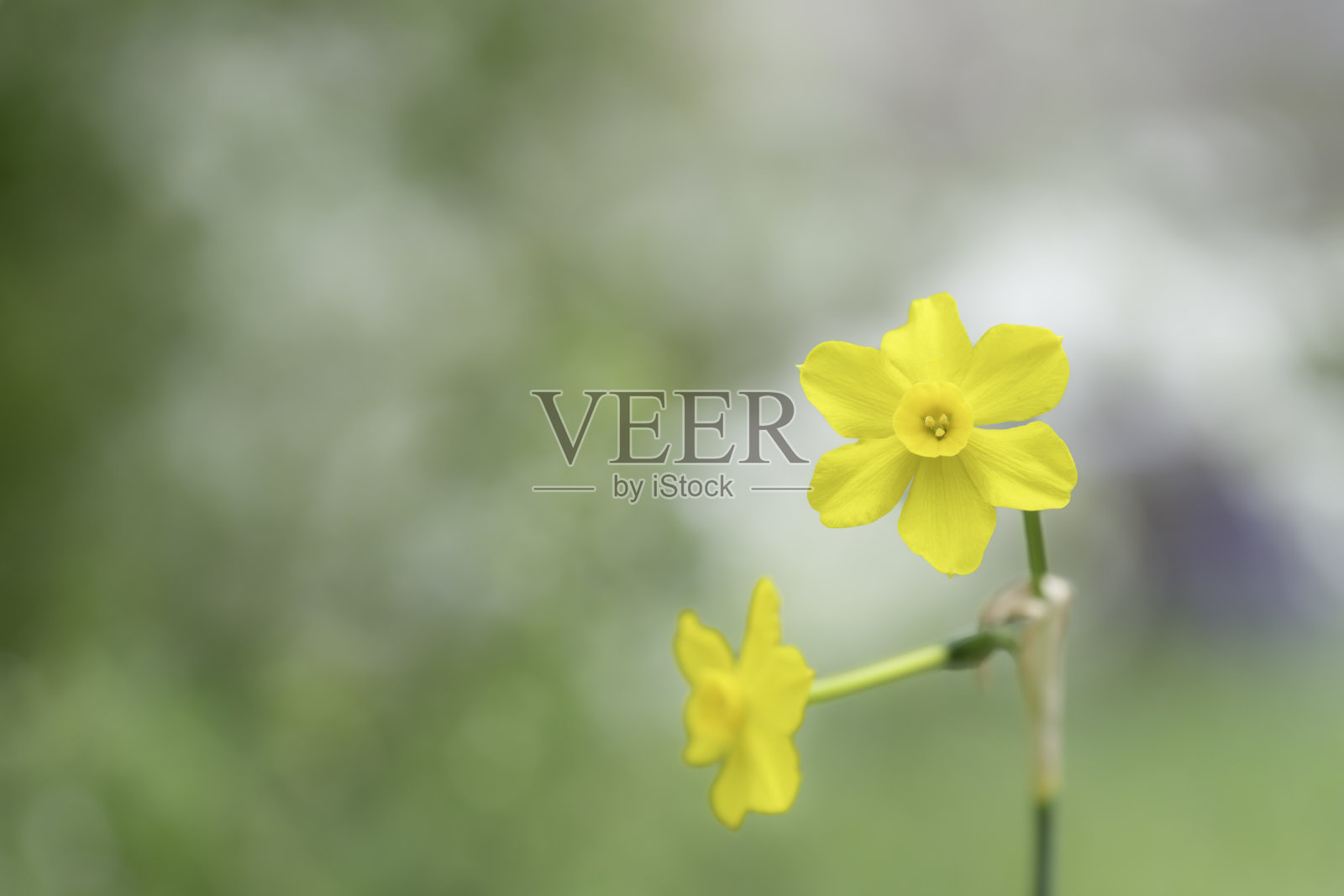 黄色水仙花背景素材照片摄影图片