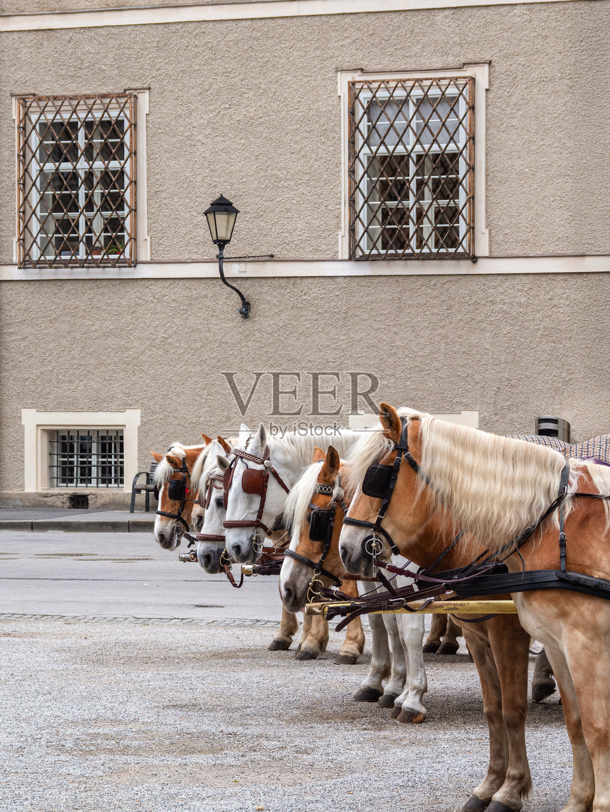 萨尔茨堡的马匹为马车服务而套上马具照片摄影图片