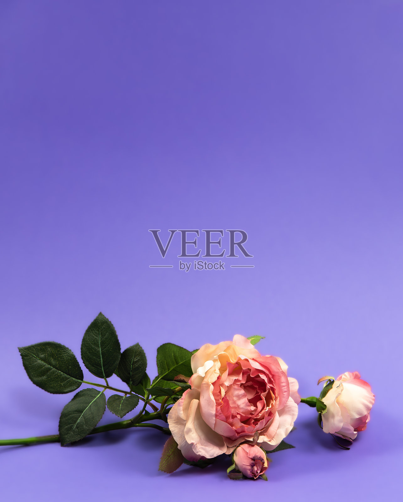 紫色背景上的玫瑰花照片摄影图片