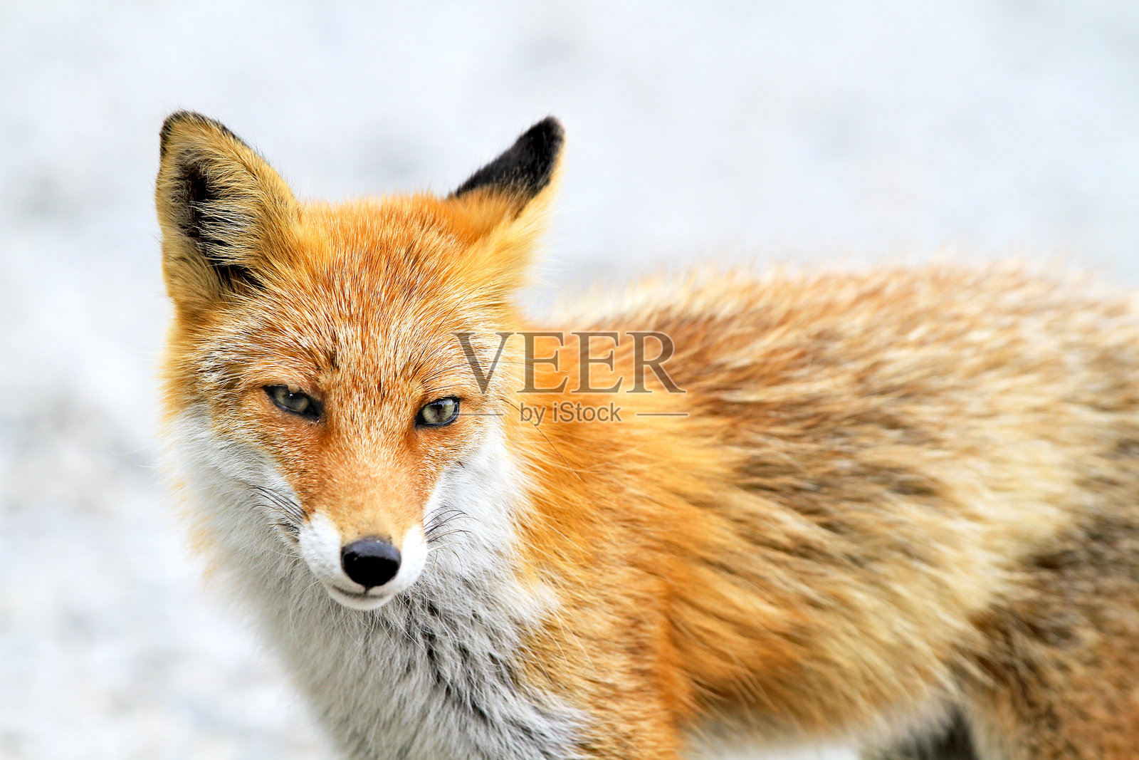 北海道自然中的野生红狐狸特写肖像照片摄影图片