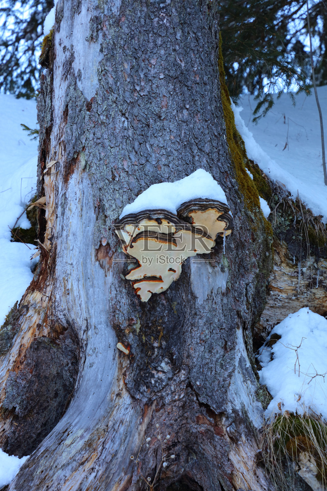 树与蘑菇照片摄影图片