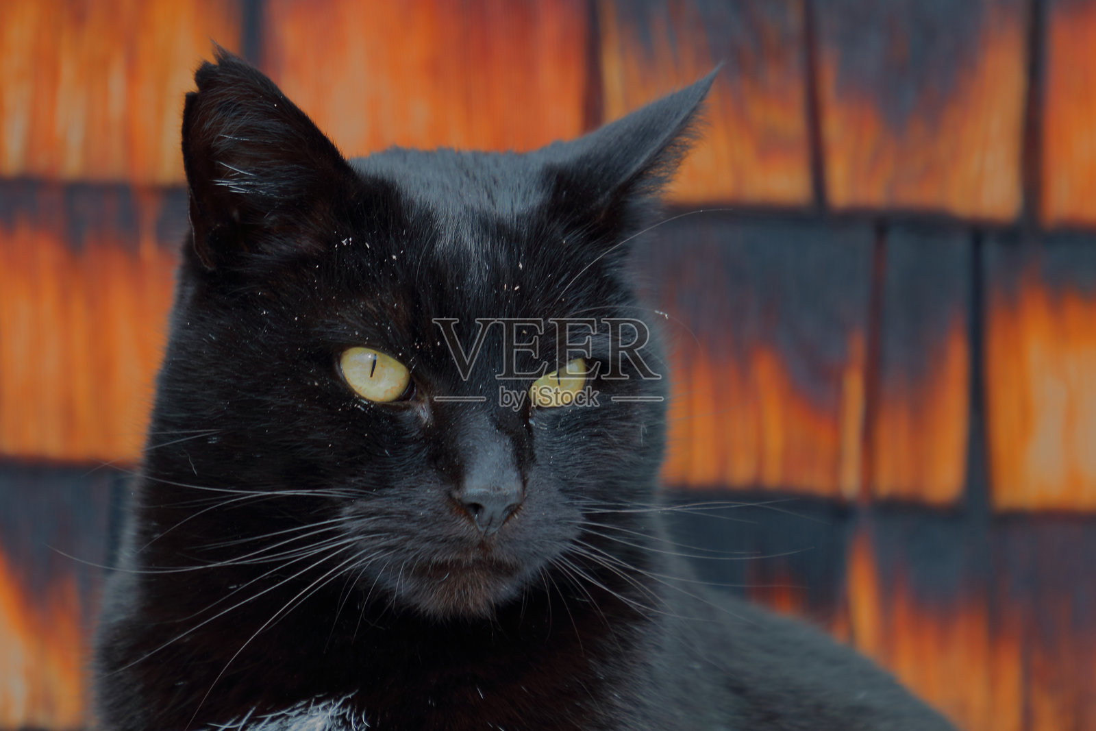 家猫 / 家猫 / 家猫照片摄影图片