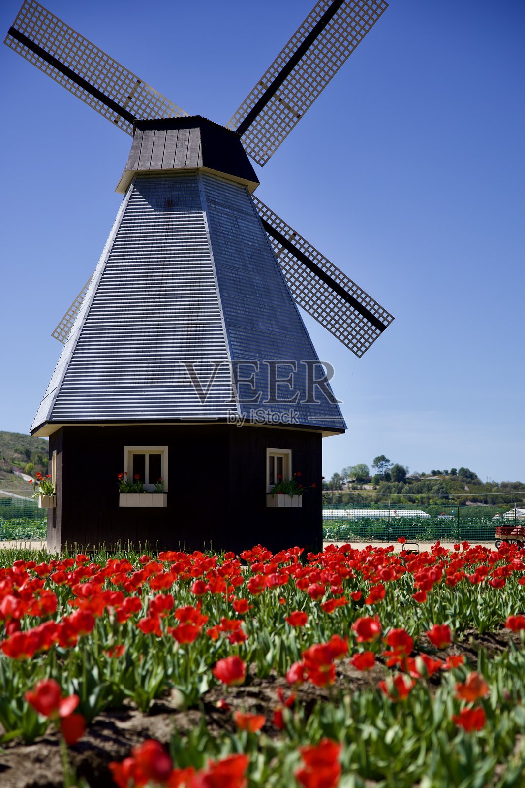 荷兰风车矗立在一片红色郁金香的田野中照片摄影图片