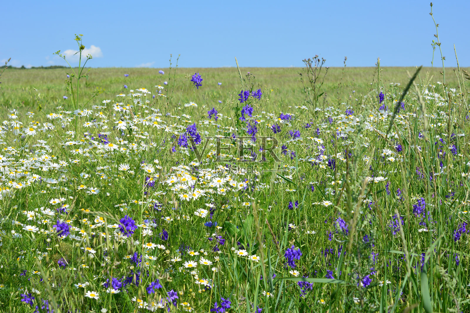 在明亮的蓝色夏日天空下，五彩斑斓的野花田照片摄影图片