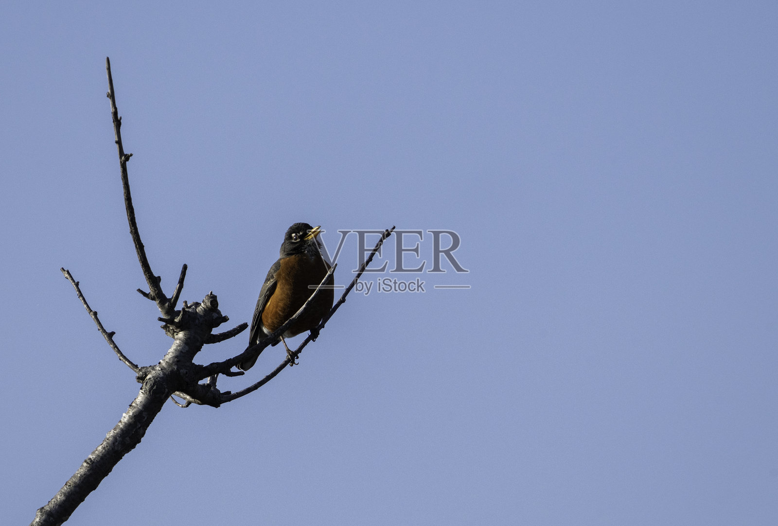 美国知更鸟栖息在树上照片摄影图片