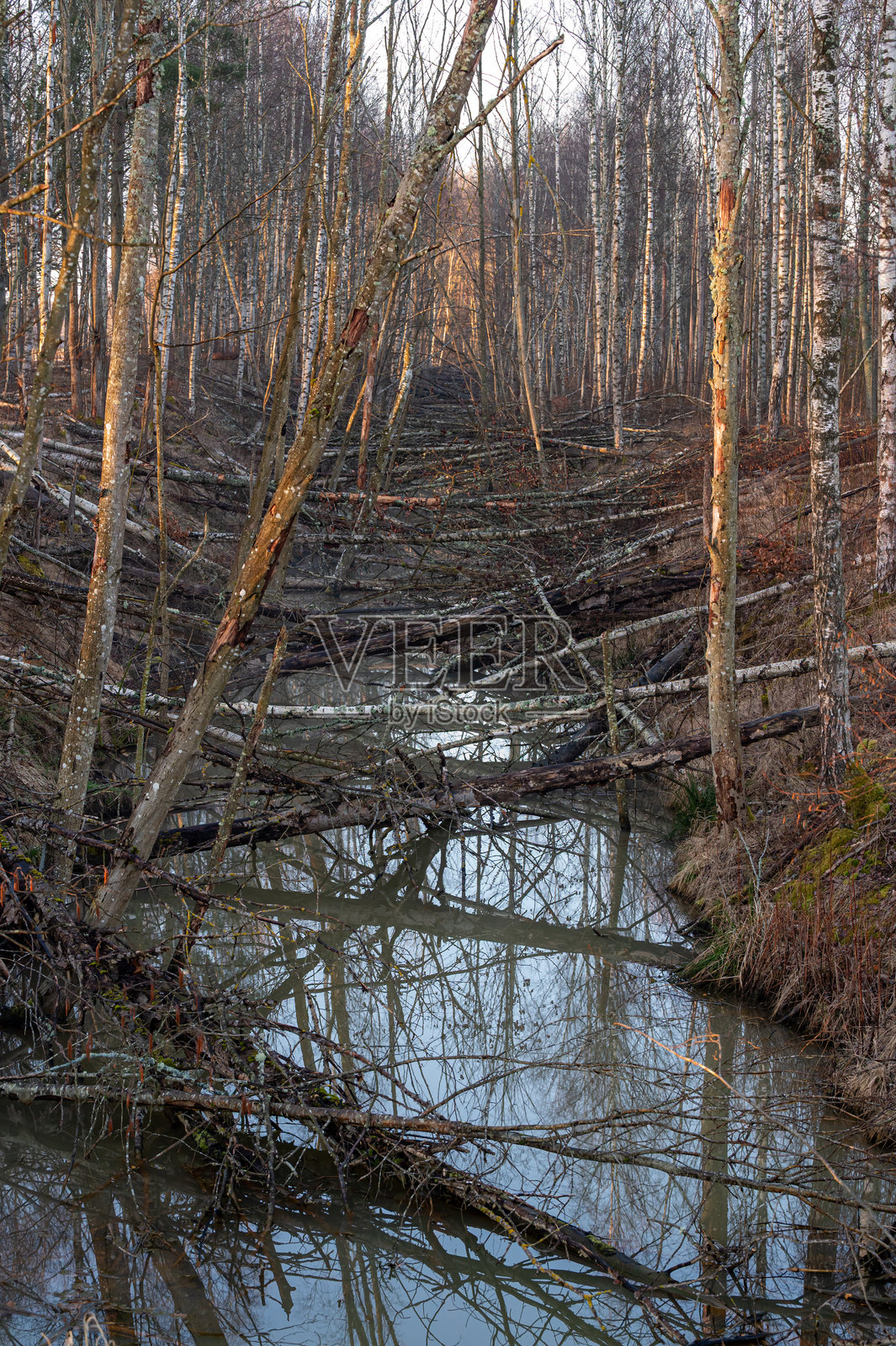 海狸在小河上砍倒了树木照片摄影图片