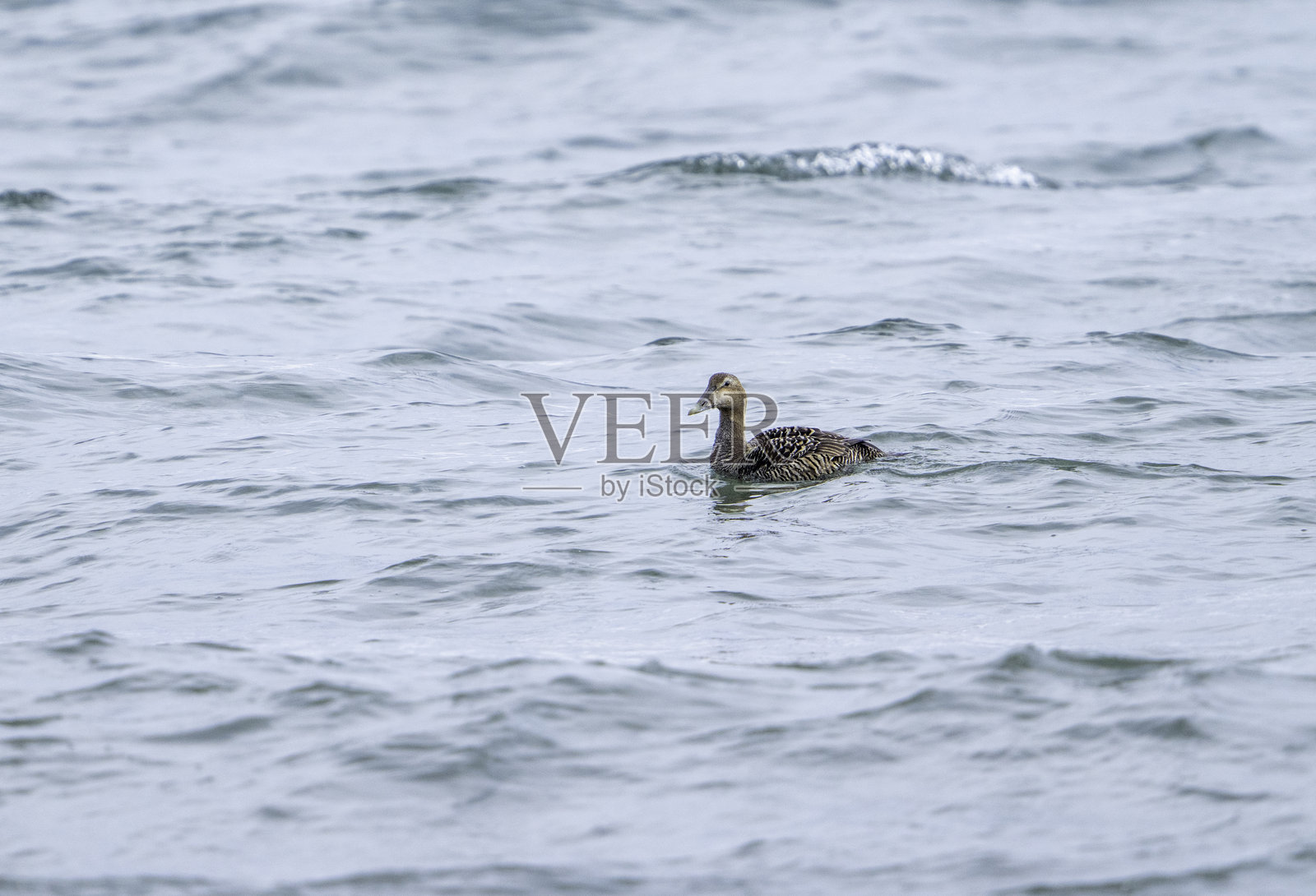 雌性普通海鸭 #2照片摄影图片