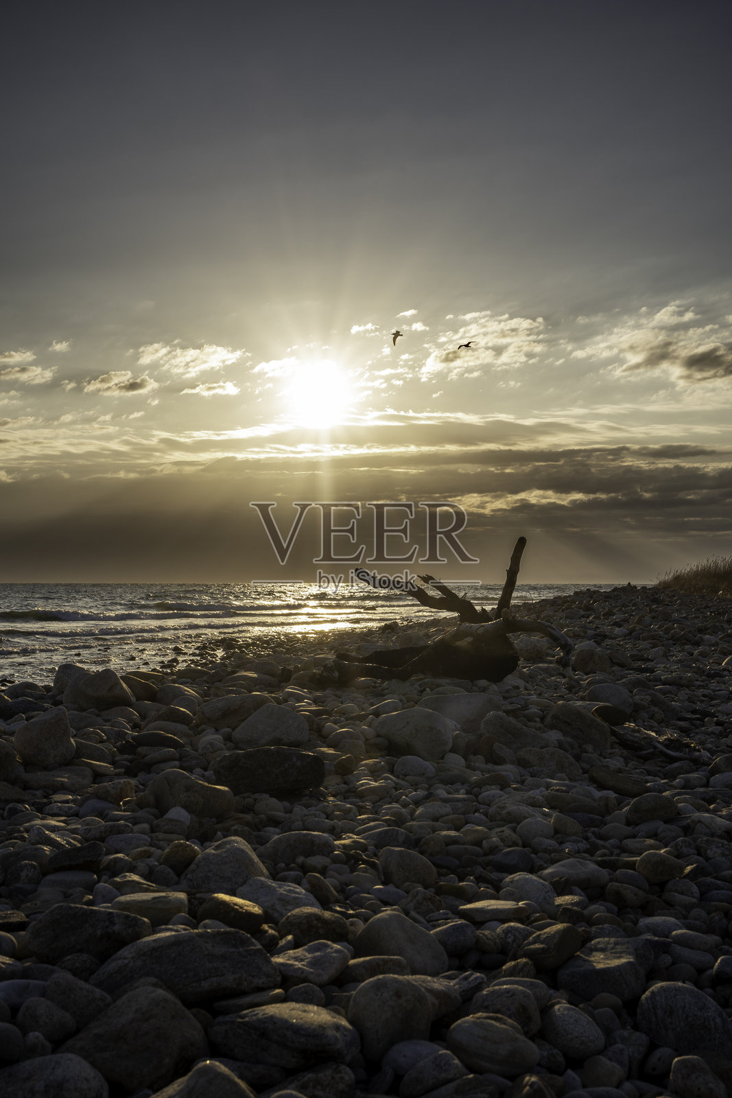 蒙托克角州立公园的阳光与漂流木 #3照片摄影图片