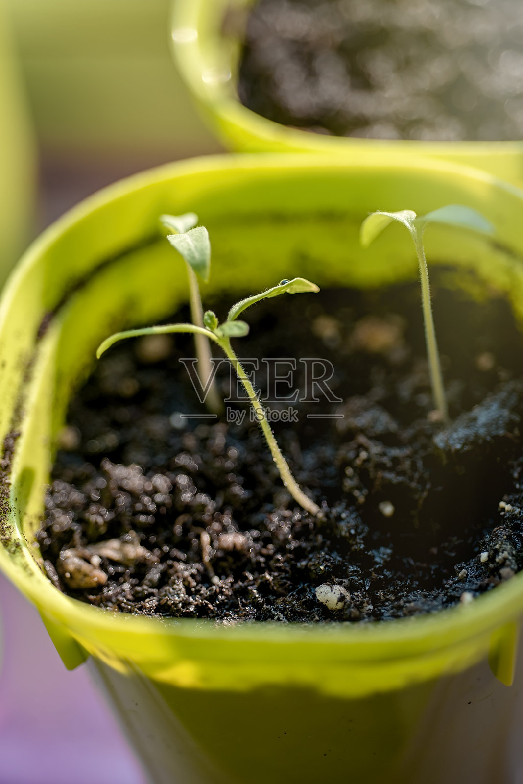 番茄幼苗。春季盆栽中的番茄苗照片摄影图片